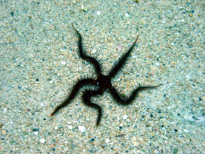 Brittle Star