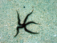 Brittle Star