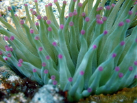 Giant Anemone