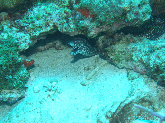 Spotted Moray