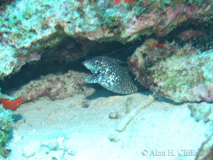 Spotted Moray