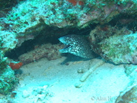 Spotted Moray