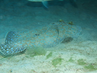 Peacock Flounder