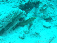 Goldentail Moray