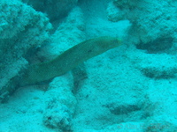 Goldentail Moray