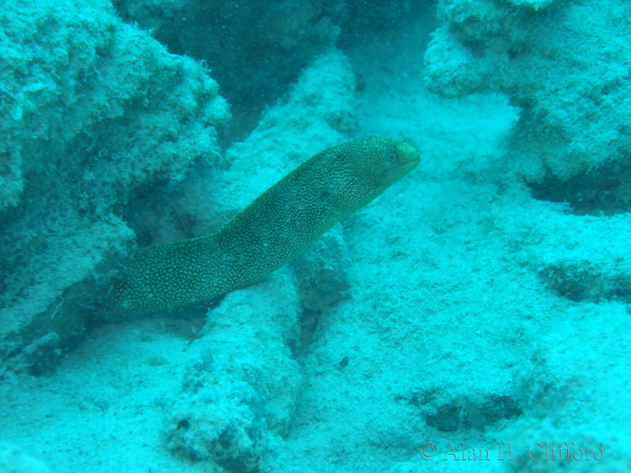 Goldentail Moray