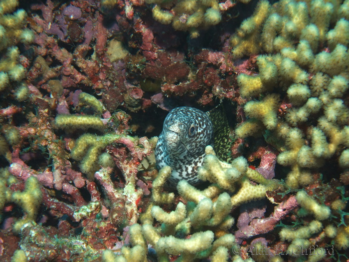 Spotted Moray