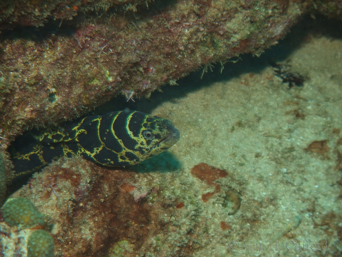 Chain Moray