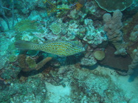 Scrawled Filefish