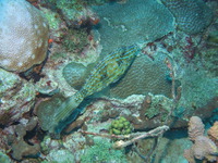 Scrawled Filefish