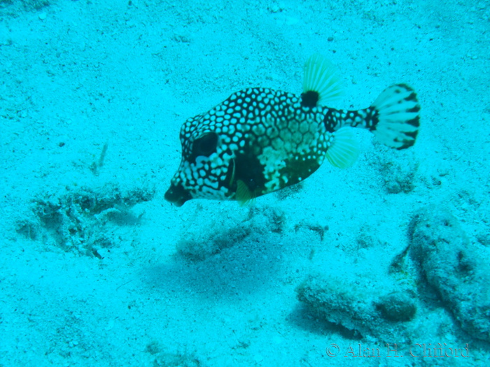 Smooth Trunkfish