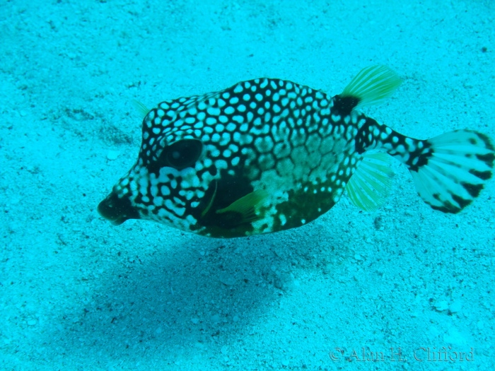 Smooth Trunkfish