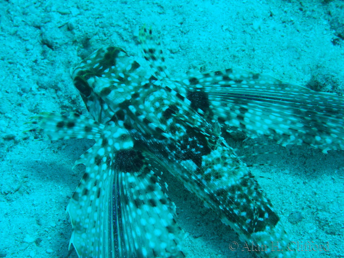 Flying Gurnard