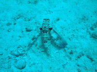 Flying Gurnard