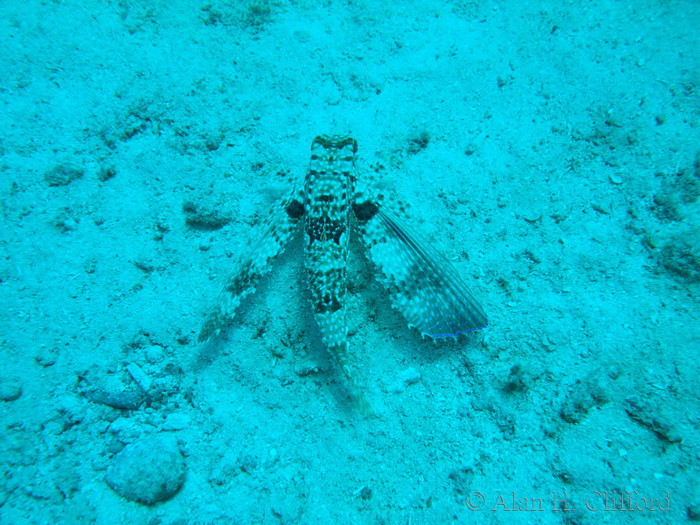 Flying Gurnard