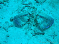 Flying Gurnard