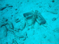 Flying Gurnard