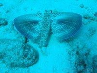 Flying Gurnard