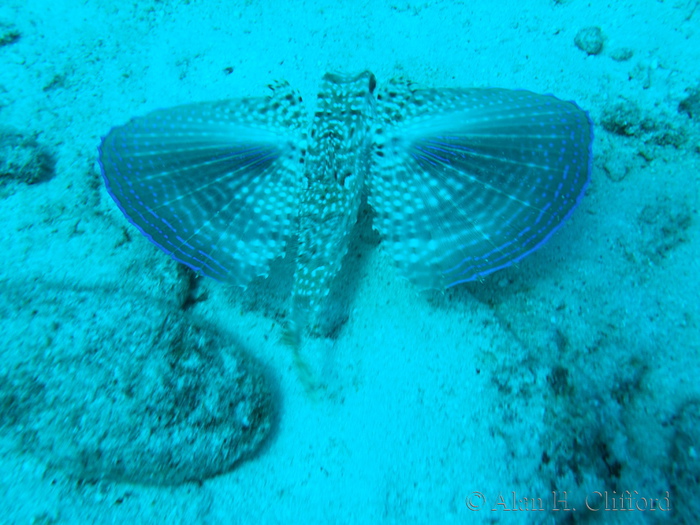 Flying Gurnard