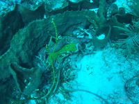 Spotted Moray