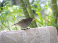 Bullfinch