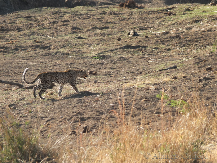 Leopard