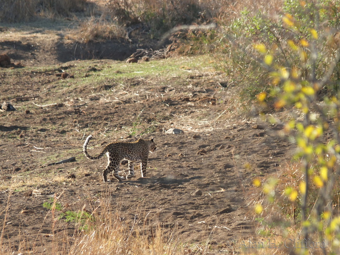 Leopard