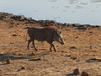 Warthog