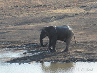 Elephant keeping cool