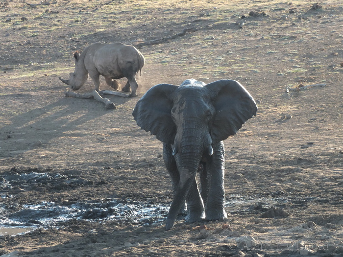 Elephant and Rhino