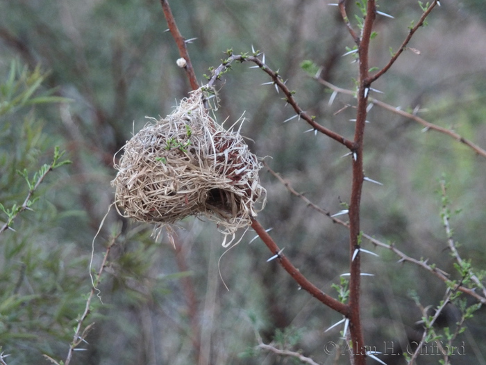 Weaver bird nest