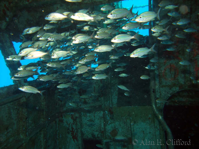 Scuba Diving