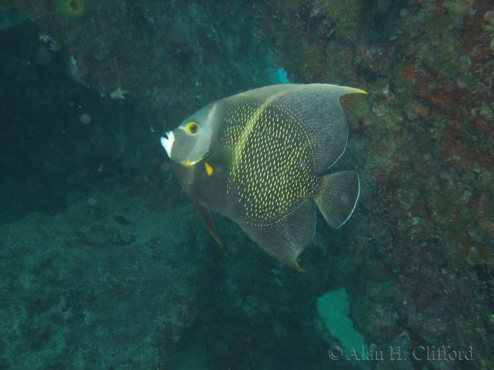 French Angelfish