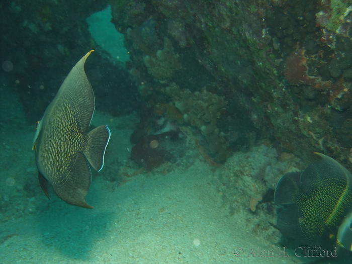 French Angelfish