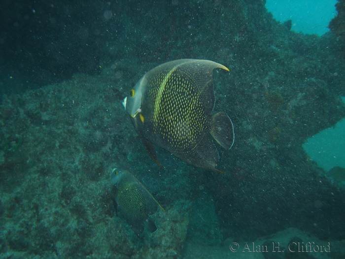 French Angelfish