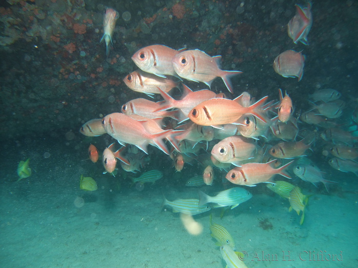 Blackbar Soldierfish