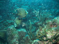 French Angelfish