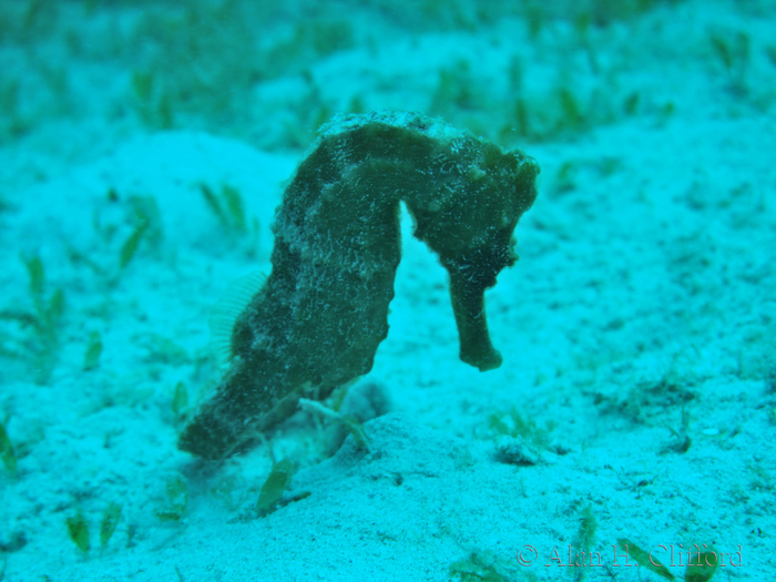 Seahorse