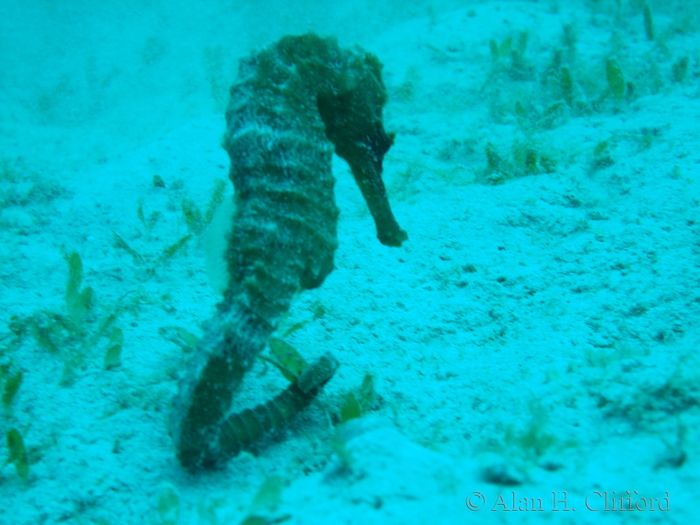 Seahorse