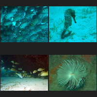 Scuba in Barbados during February