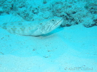 Sand Diver