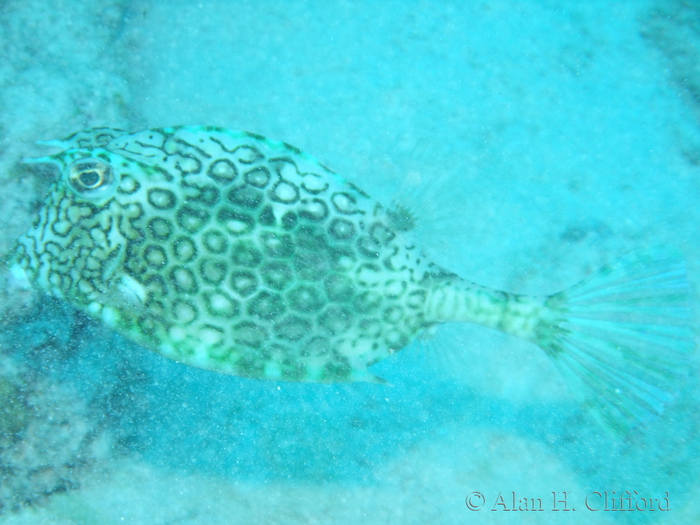 Honeycomb Cowfish