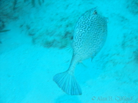 Honeycomb Cowfish