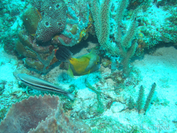 Whitespotted Filefish