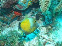 Whitespotted Filefish