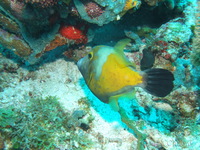 Whitespotted Filefish