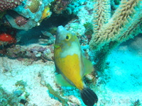 Whitespotted Filefish