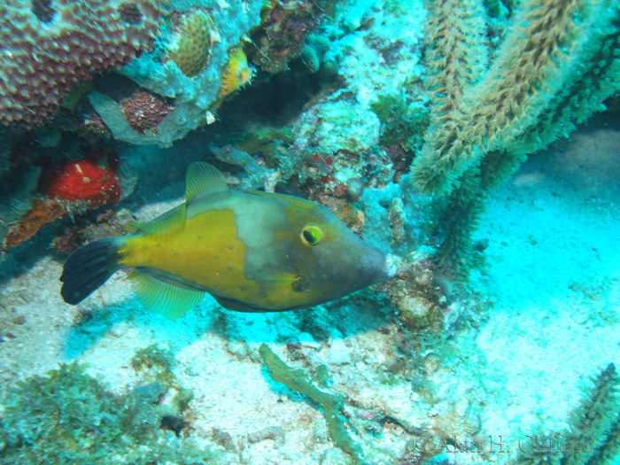 Whitespotted Filefish