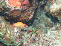 Squirrelfish