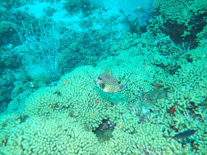 Trunkfish